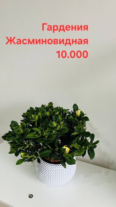 Комнатные цветы красивые,ухоженные