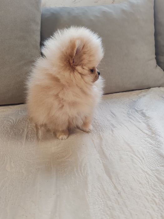 Померан мини мъжко