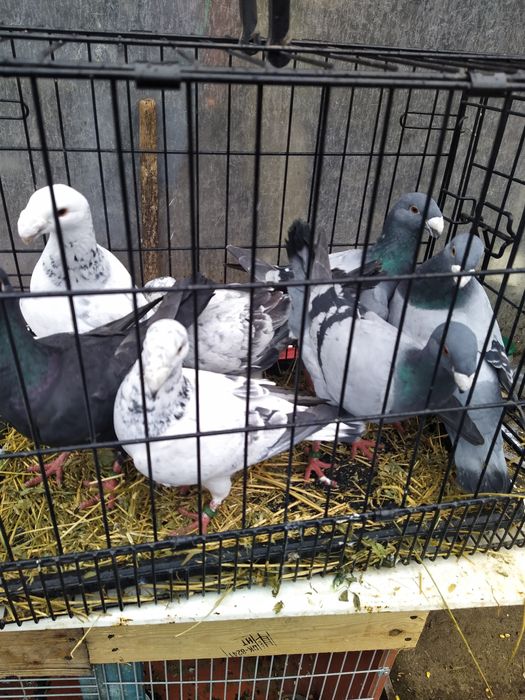 Vand Porumbei german