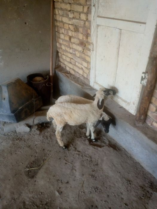 2 duraga barra sotiladi