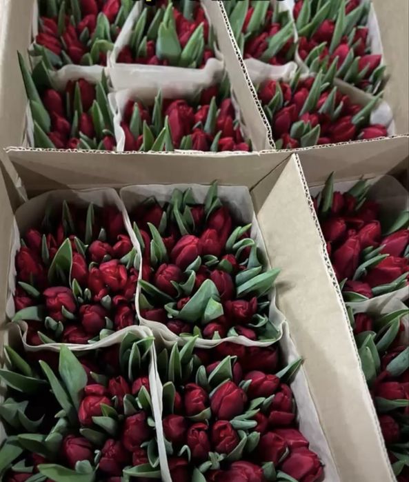 Продается Беларусские Тюльпаны