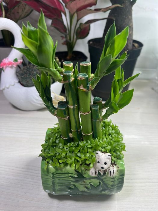 Комнатные растения