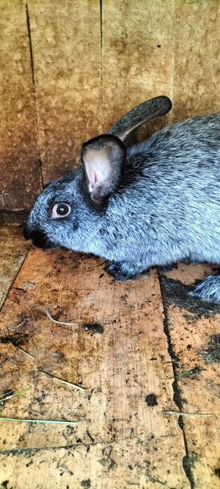 Продам кроликов.