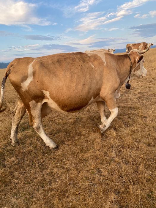 Vaca  de  vanzare