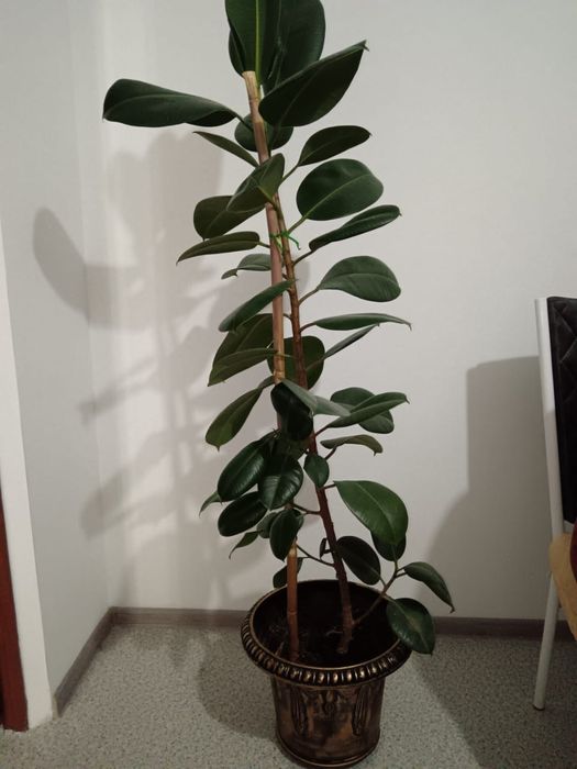 Продам фикус. Высота 1.50.