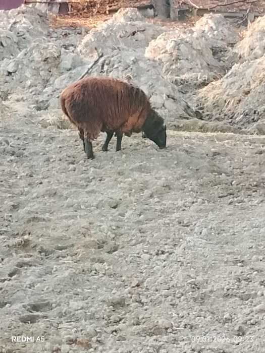 Кўй сотилади бугўз