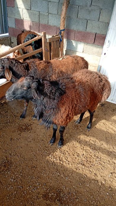 Қошқар  сатылады