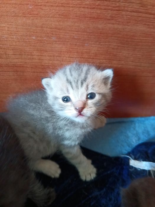 Британские короткошерстные