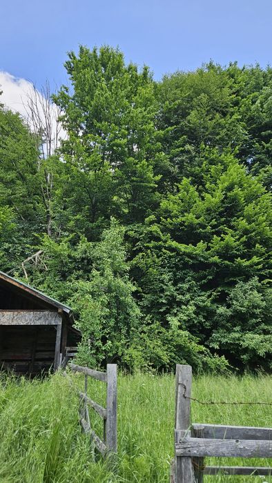 SITA BUZĂULUI – Proprietate deosebită cu teren intravilan 1.600 mp, pârâu, fâneață și pădure