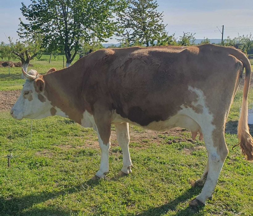 Vand vaca Baltata Romaneasca