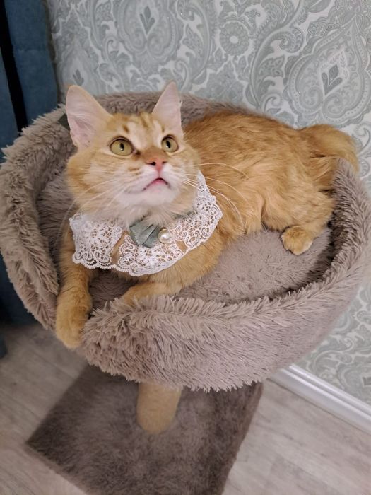 ОТДАМ КОШКУ в добрые руки