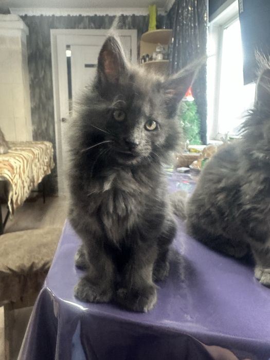 Котенок Мейнкун полидакт мальчик!