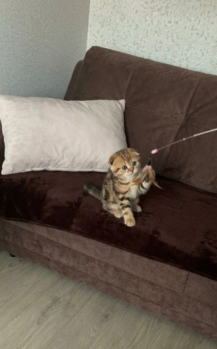 Вислоушки скоттиш фолд