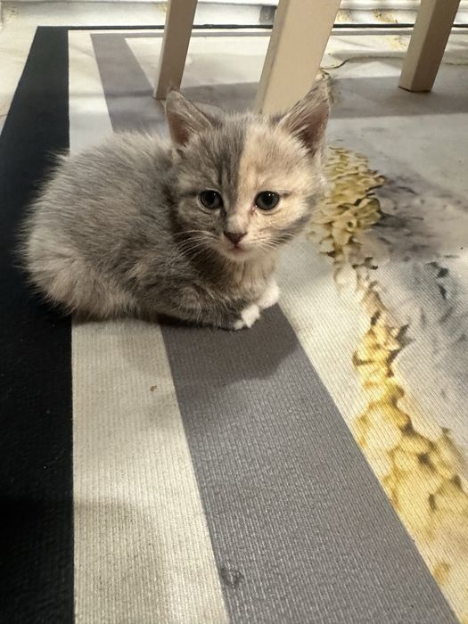 Котенок , кот , домашний питомец