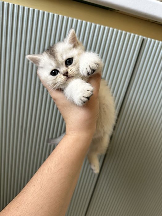 Котята шотладские