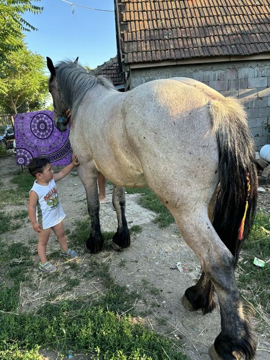 Vând cal castrat de 3 ani