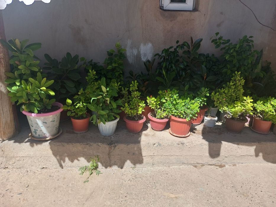 Цветы разные виды