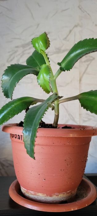 Продам комнатные цветы