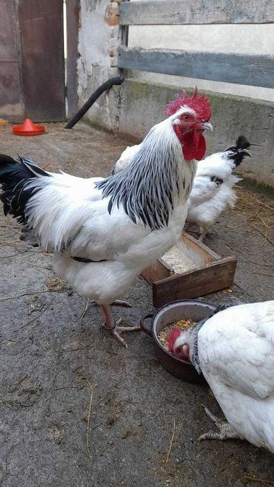 Vind oua pentru incubat pasari de rasa Sussex si Wiandotte argintiu