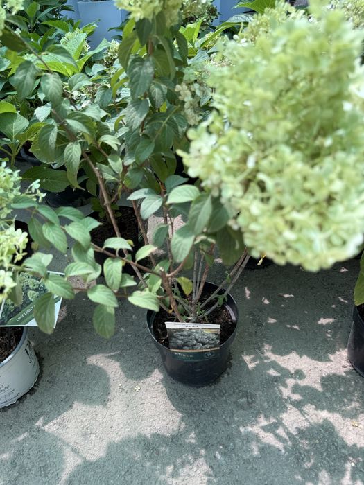 Kuzgi va Bahorgi gullar, landshaft va gul ekish xizmati