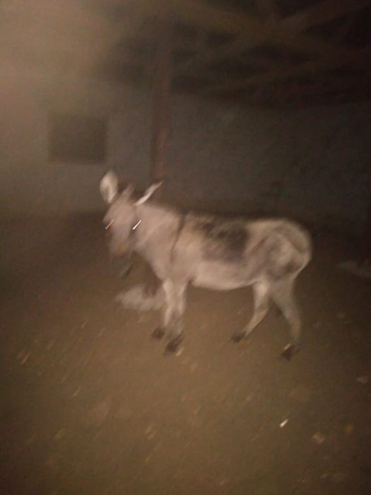 Продается ишаки 5шт