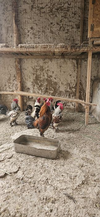 Кораз.ззззззззззз