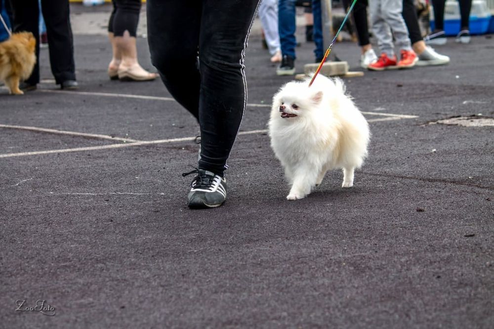 Продам щенков шпица.