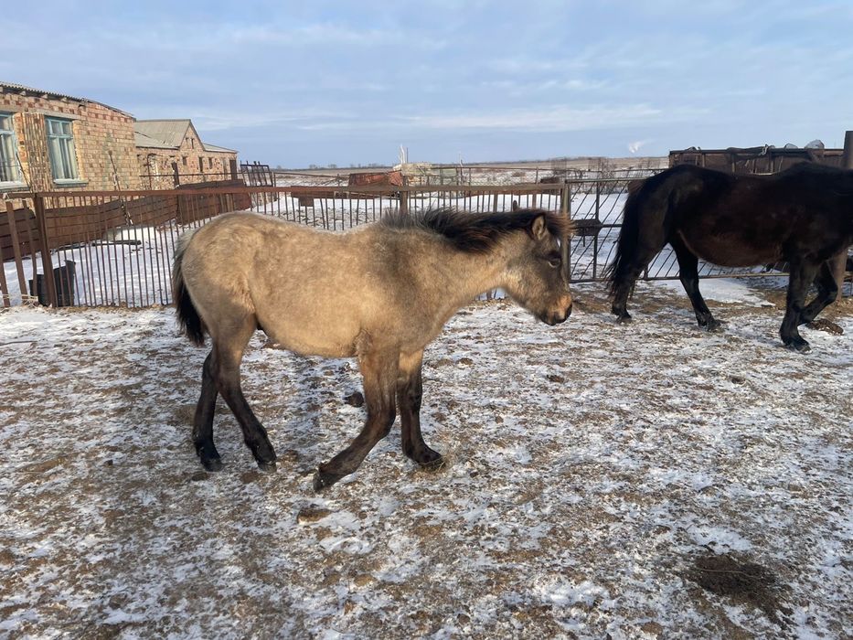 Бие, Жабагы, Байтал сатылады!