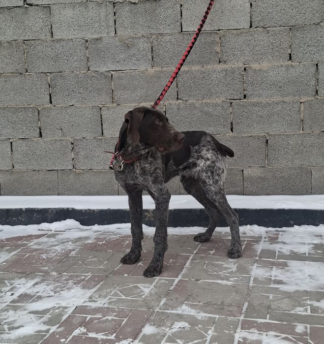 Продам щенка дратхаара