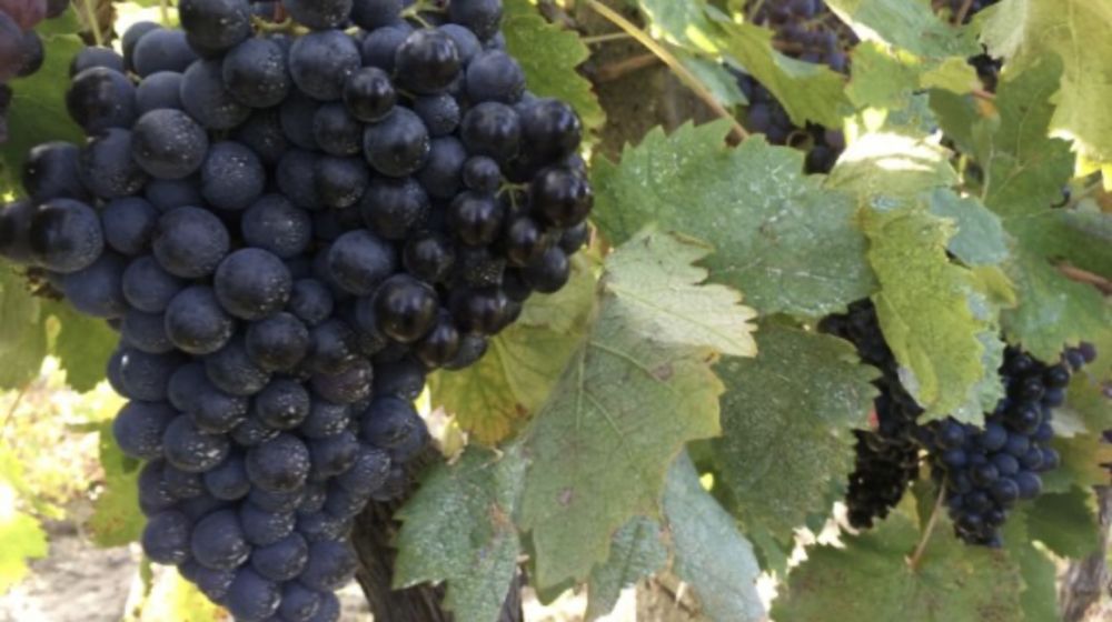 Грозде за Вино и Ракия