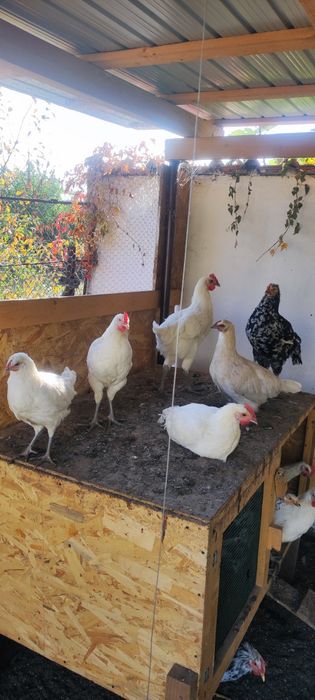 Găini, cocoși și pui