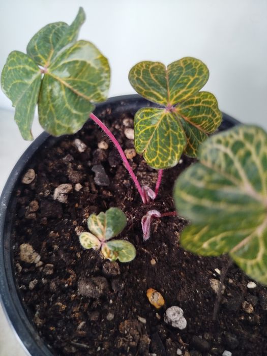 Оксалис мартианский