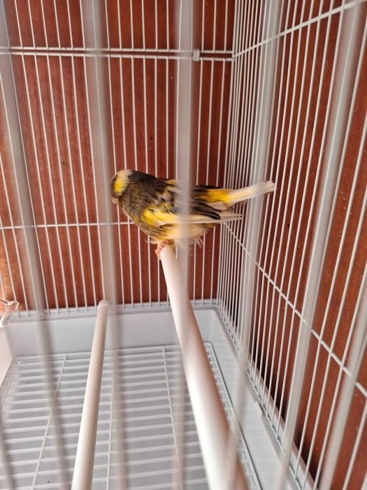 Норвичская канарейка