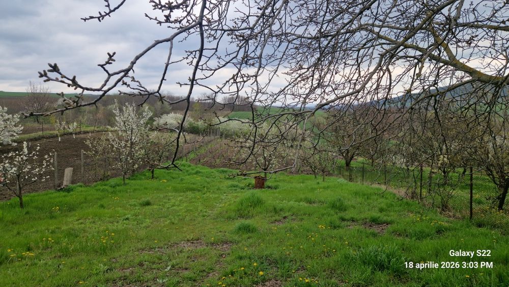 Teren Bohotin,  Raducaneni