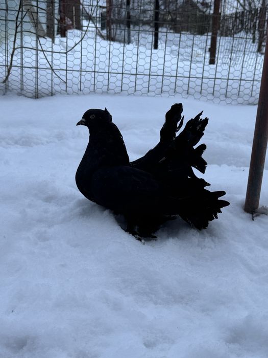 Vand porumbei Voltati Indieni