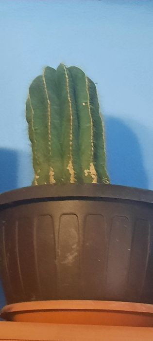 Cactusi diverse specii