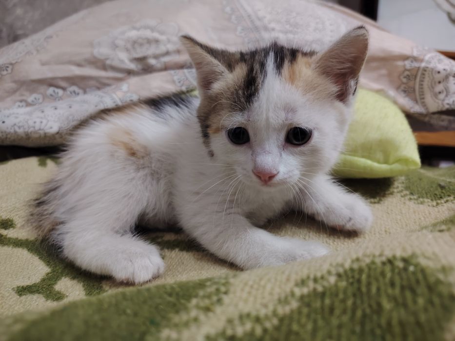 Отдадим котёнка девочку