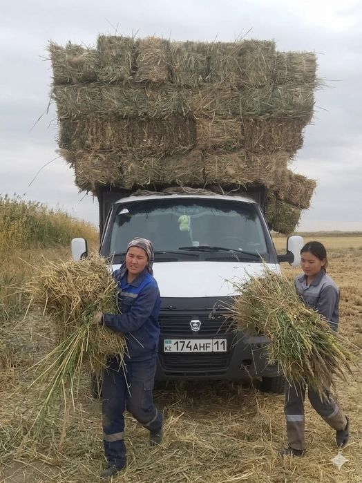 Сабан камыс жеткізуімен( доставка)