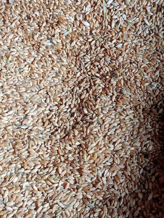 продам пшеницу..