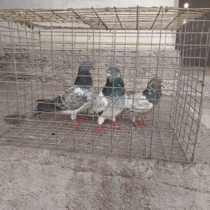 Пакистанцы  летные  с игрой