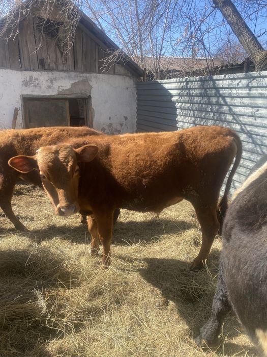 Продаю быков количестве 4шт