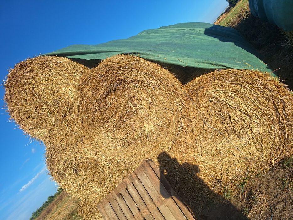 Baloti rotunzi de paie