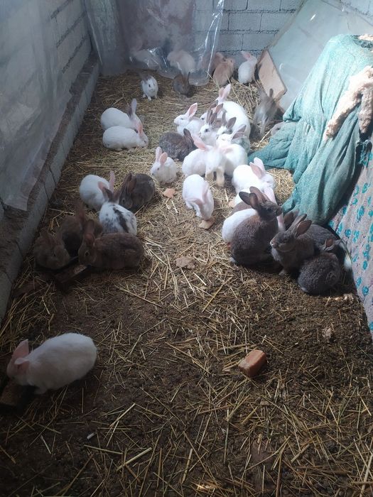 Продаются кролики