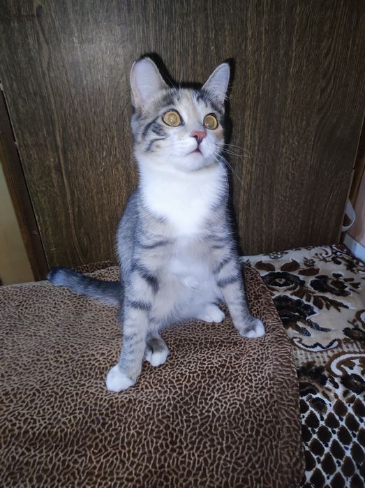 Котёнок девочка 5месяцев