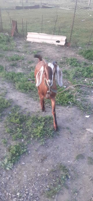 Продам козу и козочку