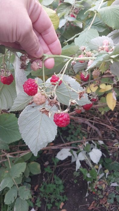 Малиновое варенье