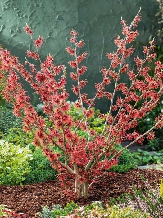 Вещерско дърво-(Магически лешник )