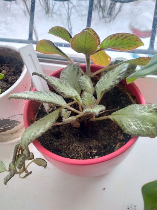 Продам комнатные растения