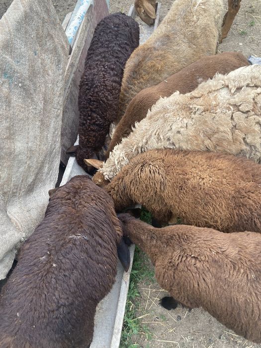 Продам баранов