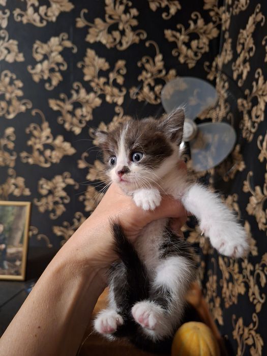 Отдадим даром котят